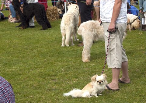 Enstone Parish Dog Show